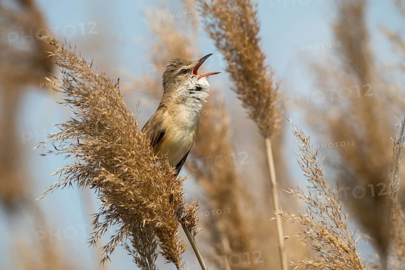 Acrocephalus Arundinaceus, Brandenburg, Germany, throttle warbler, Great Reed Warbler, Nabu, Nabu project, national natural heritage, natural paradise Grünhaus, post-mining landscape, birds, call, song, green house, passeri, singing, songbirds, birds, warbler