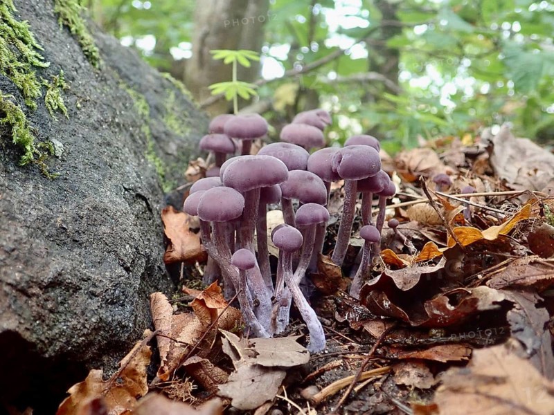 Purple mushrooms, the Amethyst Deceiver (Laccaria amethystina), surrounded by leaves on a mossy forest floor, Tyresta National Park, Vendelsö, Stockholm, Sweden
