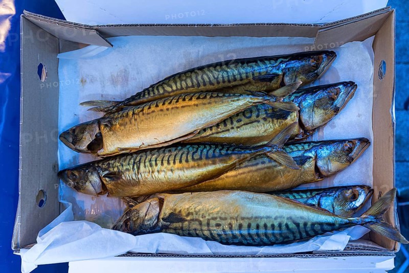 Mackerel (Scomber scombrus) in a cardboard box, fish market, Enschede, Netherlands