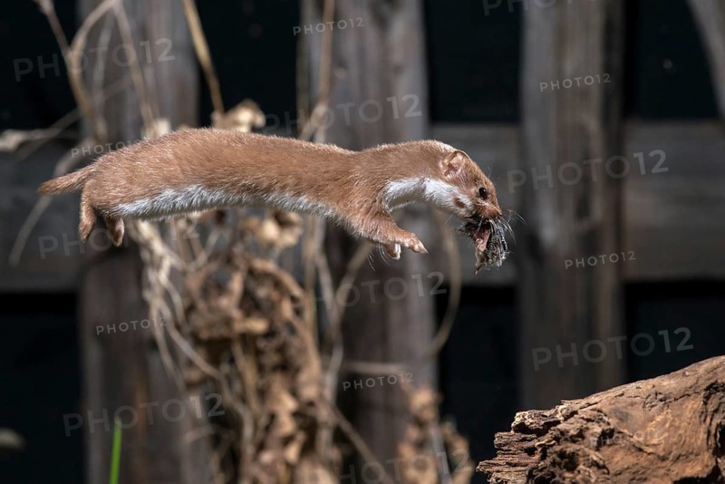 Carnivora, least weasel, mouse weasel, mustela nivalis, predators, prey, bolt, capture, hunting, hunting, mammals, raptors, jump, mammals