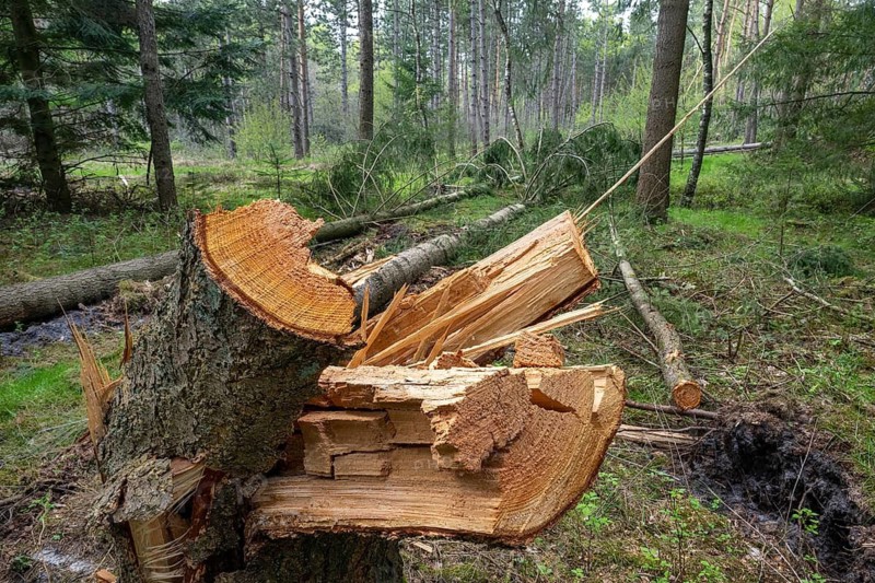 Wind throw in the forest near the Ahlhorn fish ponds, Ahlhorn, Lower Saxony, Germany