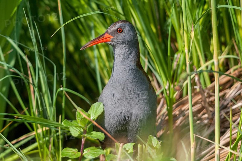 Rallus aquaticus, water rail, birds, gruiformes, cranes, rails, harrows, rallidae, birds, waterbirds, waterbirds, waterbirds