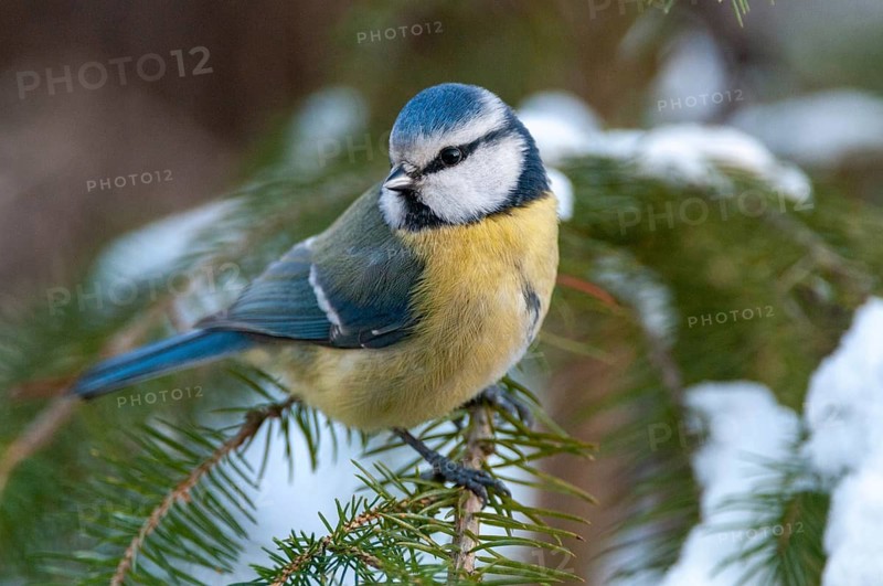 Blue tit, parus caeruleus, birds, tit, passeri, snow, songbirds, snow, songbirds, tits, birds, winter