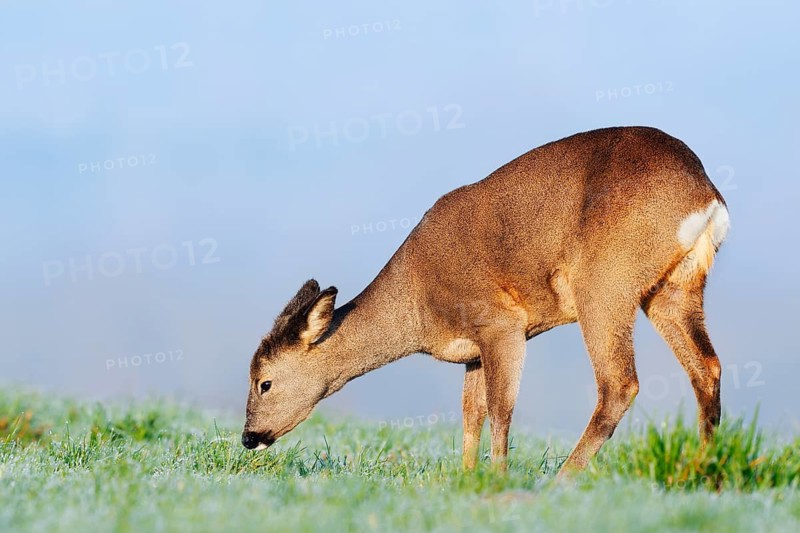 European roe deer (Capreolus capreolus), doe standing in a meadow and eating, Lower Saxony, Germany