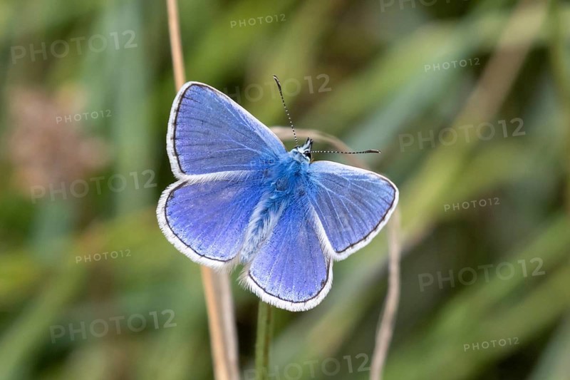 Common blue butterfly (Polyommatus icarus) with wings open showing a white and black margin, Sussex, UK