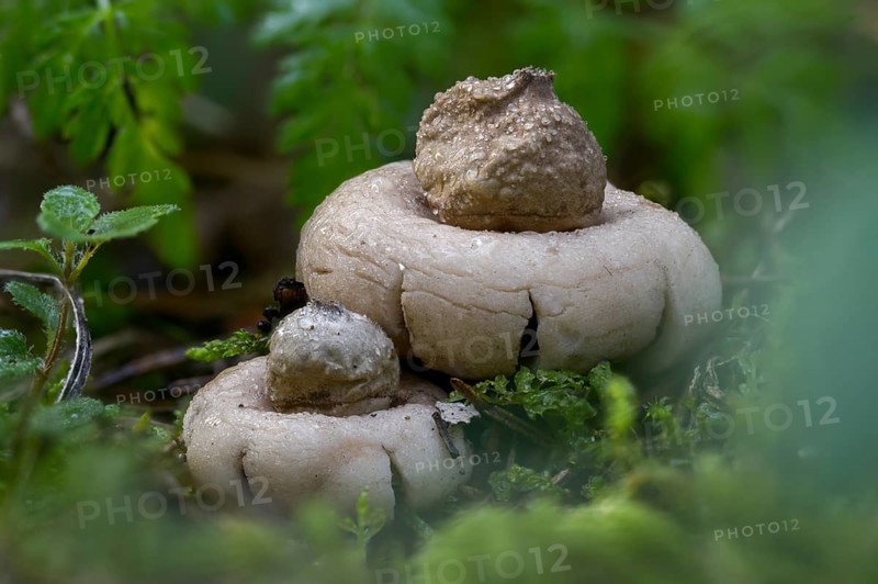 Fringed Earth Star, Geastrum Fimbriatum, Geastrum Sessile, Whirled Earth Star, Fringed Earth Star, Fungus, Mushrooms, Sessile Earthstar