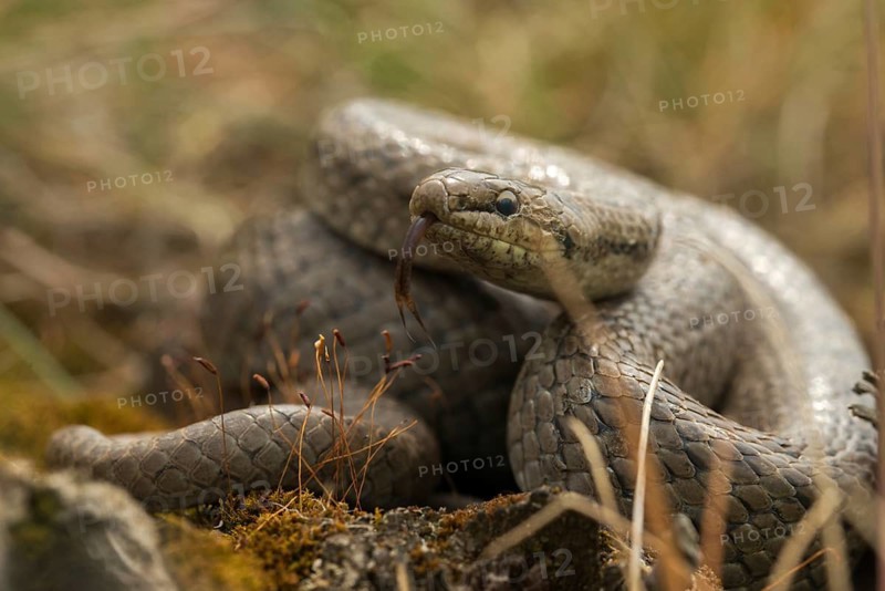 Coronella Austriaca, smooth snake, critters, reptilia, reptilia, reptiles, snakes, snakes