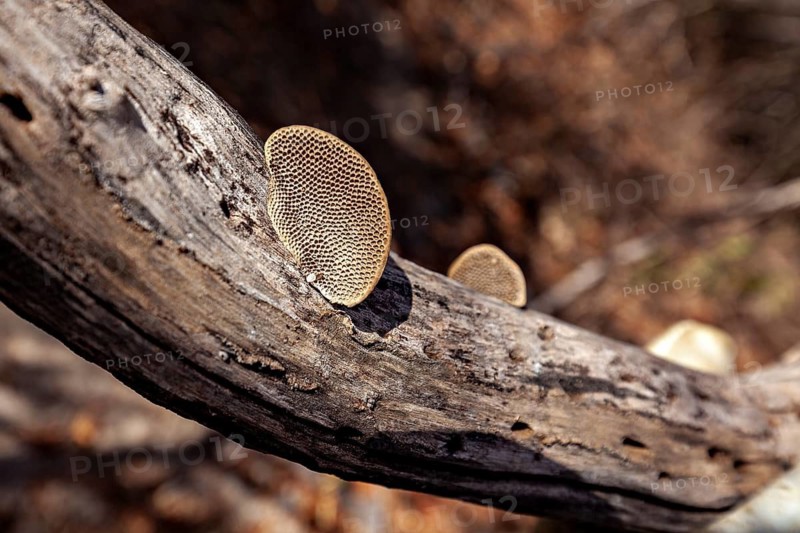 Mushrooms growing on a weathered branch in an autumnal forest, a mushroom of the genus Hexagonia in the Caatinga in Brazil (Hexagonia hydnoides)