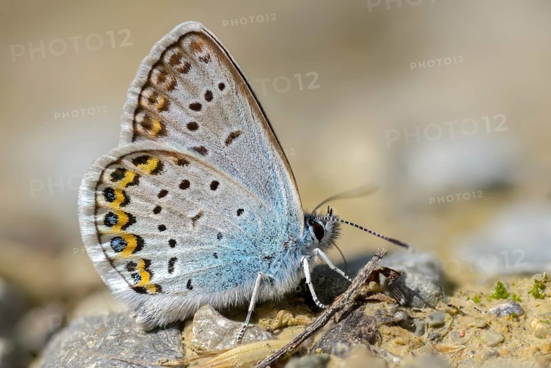 Argus blue, goatclover blue, plebeius argus, silver-studded blue, blue, butterfly, insects, butterfly, butterfly, butterfly