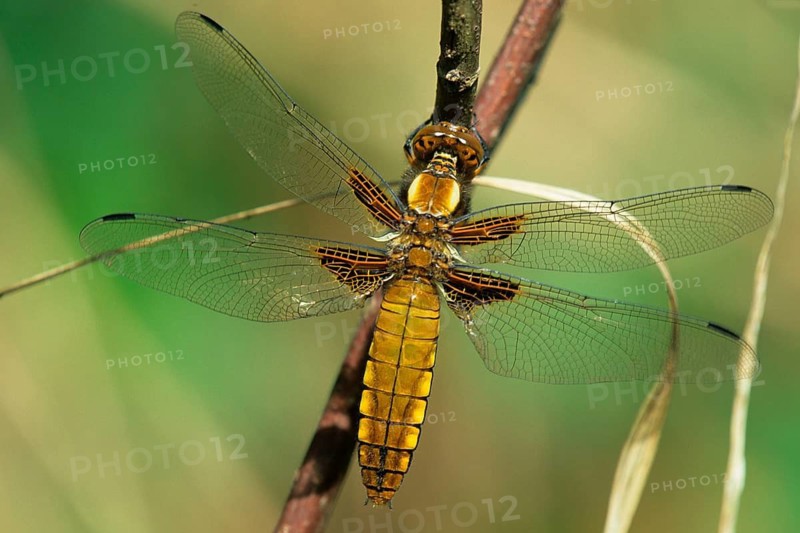 Animals, insect, insects, supervision, dragonfly, quadrispot, Germany