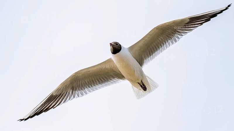 Black-headed Gull, Chroicocephalus ridibundus, bird in flight, England, United Kingdom