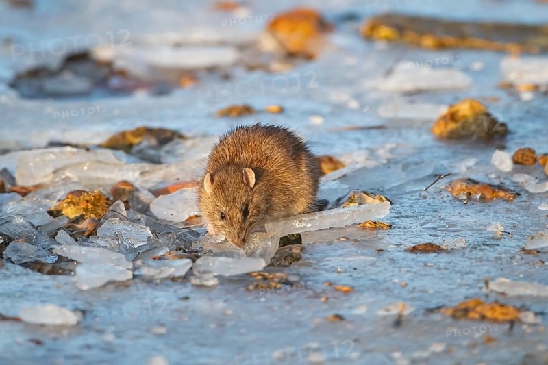 European brown rat (Rattus norvegicus) adult rodent animal searching for food on ice of a frozen lake in winter, England, United Kingdom