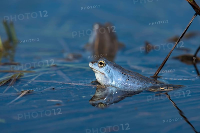 Moor frog, moor frog, rana arvalis, amphibians, amphibians, courtship behavior, courtship display, frog, frogs, amphibians