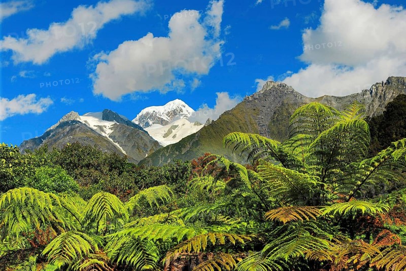 View from Fox Glacier Valley to Mt. Tasman, Westland National Park, World Heritage Site South West New Zealand, Southern Alps, West Coast, South Island New Zealand