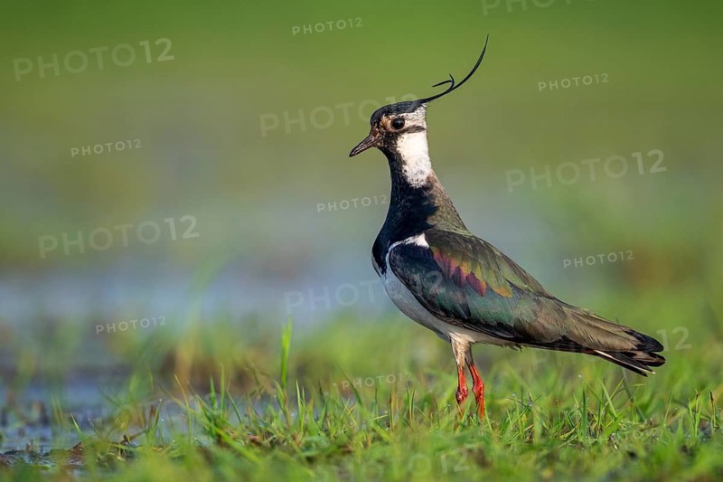 Northern Lapwing (Vanellus vanellus) in a wet meadow, Dümmer, Lembruch, Lower Saxony, Germany