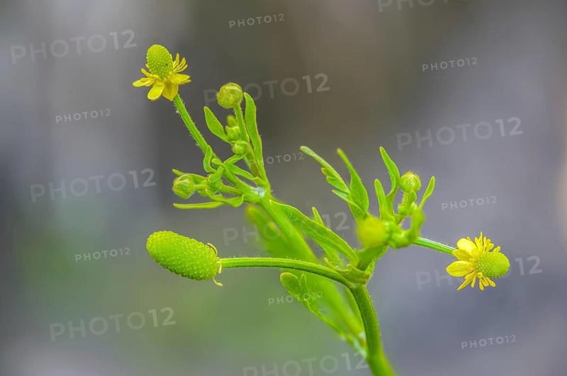 Cursed buttercup, venom buttercup, ranunculus sceleratus, flora, plants