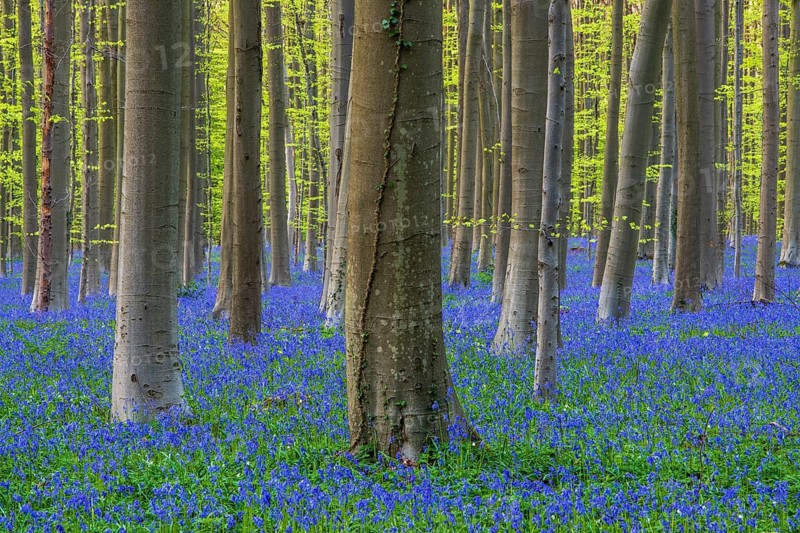 Bluebells (Hyacinthoides) in Hallerbos, woodland, early-flowering plants, Hallerbos, Halle, Belgium