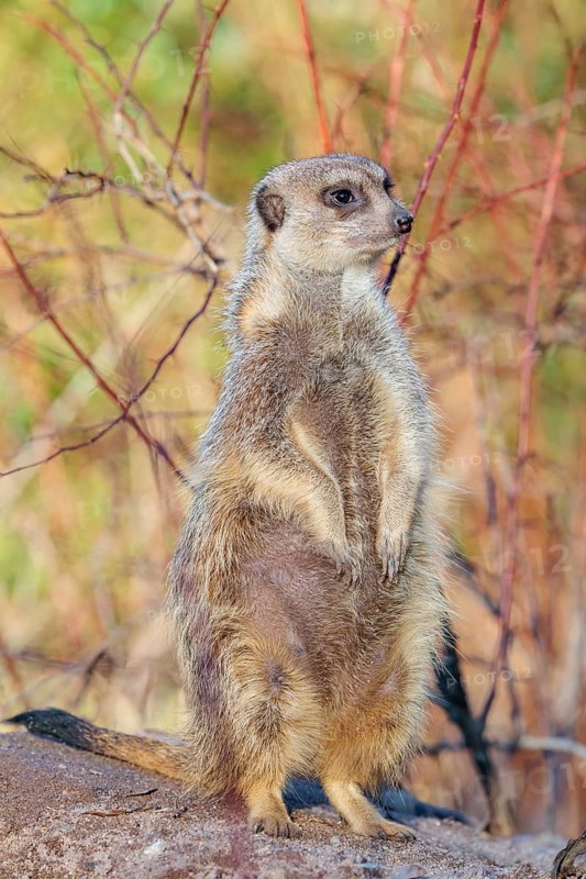 A suricate (Suricata suricatta) stands alertly in the beautiful light, observing its surroundings. Angola, Botswana, Namibia, South Africa