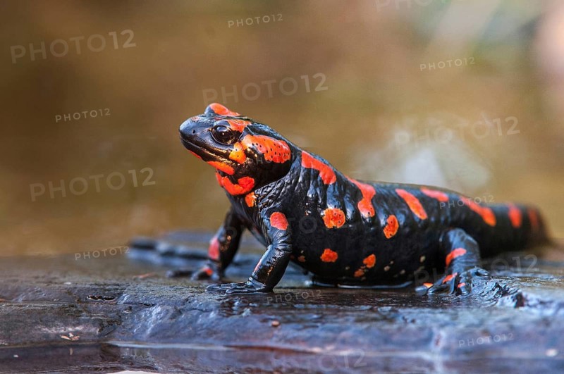 Fire salamander, salamandra salamandra, amphibians, amphibians, caudata, amphibians, amphibians, red, tail amphibians