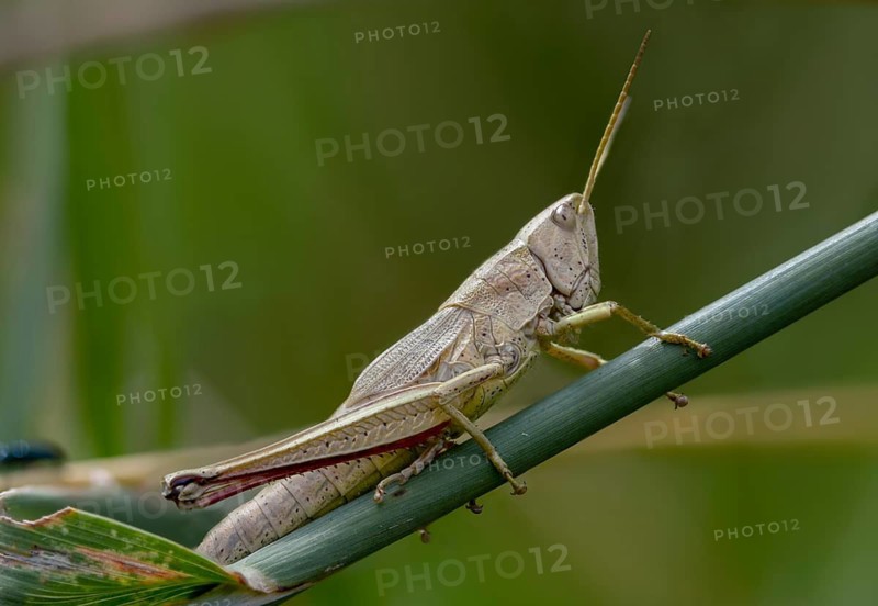 Acrididae, Caelifera, Chrysochraon dispar, field locusts, gomphocerinae, large gold scare, large gold grasshoppers, grasshoppers, grasshoppers, insects, insects