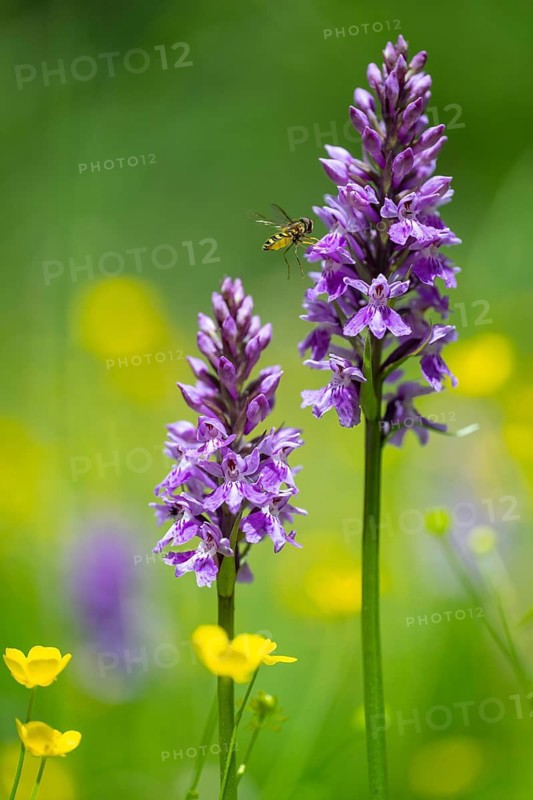 Moorland spotted orchid (Dactylorhiza maculata), Heiligenblut on the Großglockner, Carinthia, Austria