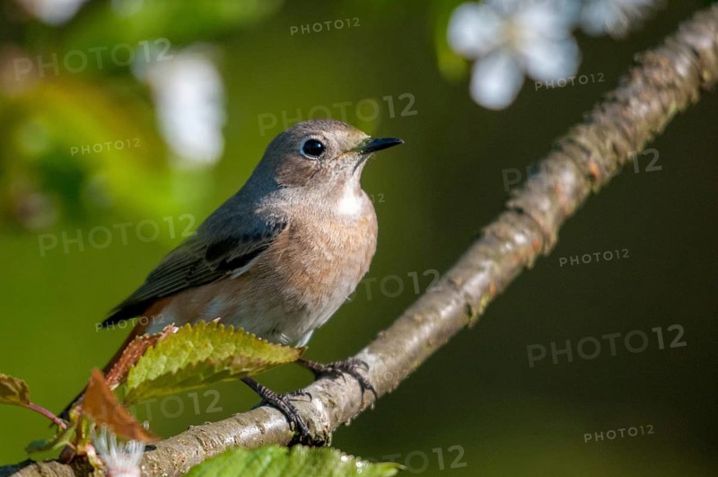 Garden redtail, Phoenicurus phoenicurus, redstart, birds, female, garden birds, passeri, songbirds, birds, female