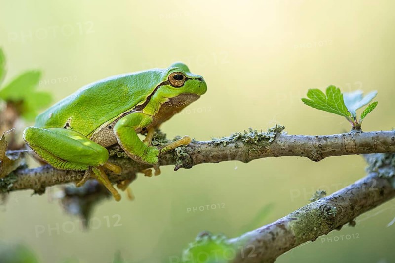Tree frog (Hyla arborea), Zandvort, Netherlands