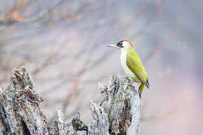 Green Woodpecker (Picus viridis) jml Germany