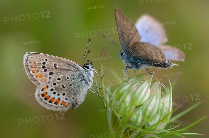Argus blue, plebeius argus, silver-studded blue, butterfly, insects, butterfly, butterflies