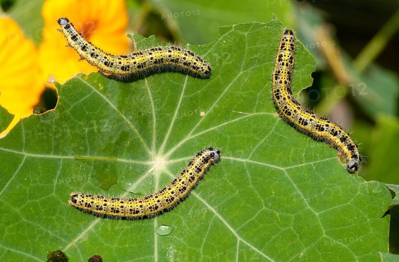 Large white, Pieris brassicae, butterfly, insects, caterpillar, butterfly, butterflies
