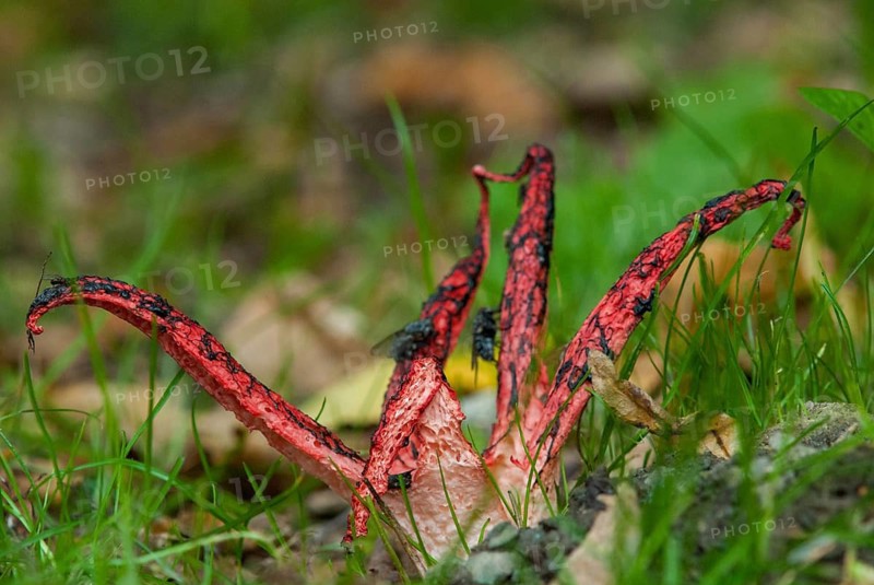 Anthurus archeri, clathrus, clathrus archeri, grids, phallales, stinkmorel-like, squid mushroom, devil's fingers, fungi, fungus, octopus stinkhorn, mushrooms