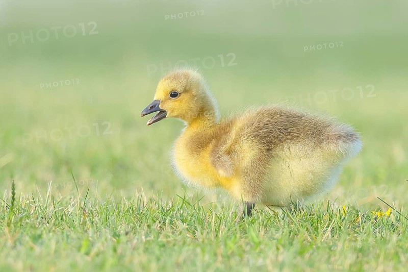 Canada Goose (Branta canadensis), goslings in a meadow, foraging for food, wildlife, nature photography, goose, Altmühlsee, Altmühltal, Franconian Lake District, Middle Franconia, Franconia, Bavaria, Germany