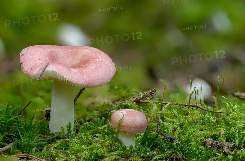 Birch spade dove, birch spike, Russula betularum, Russula emetica var. betularum, birch brittlegill, fungi, fungus, mushrooms
