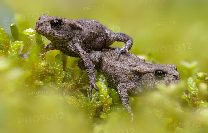 Bufo bufo, common toad, toad, amphibians, amphibians, young animal, juvenile, toad migration, amphibians