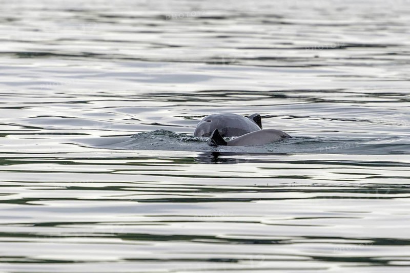 Harbour porpoise (Phocoena phocoena), mother with her calf, baby animals, cute, baby porpoise, marine mammal, toothed whale, August, Funen, Denmark