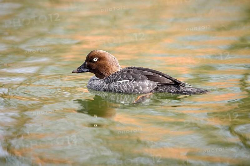Animals, birds, ducks, goldeneye, goldeneyes, female swimming on the water, (Bucephala clangula), Bavaria, Bavaria, Federal Republic of Germany