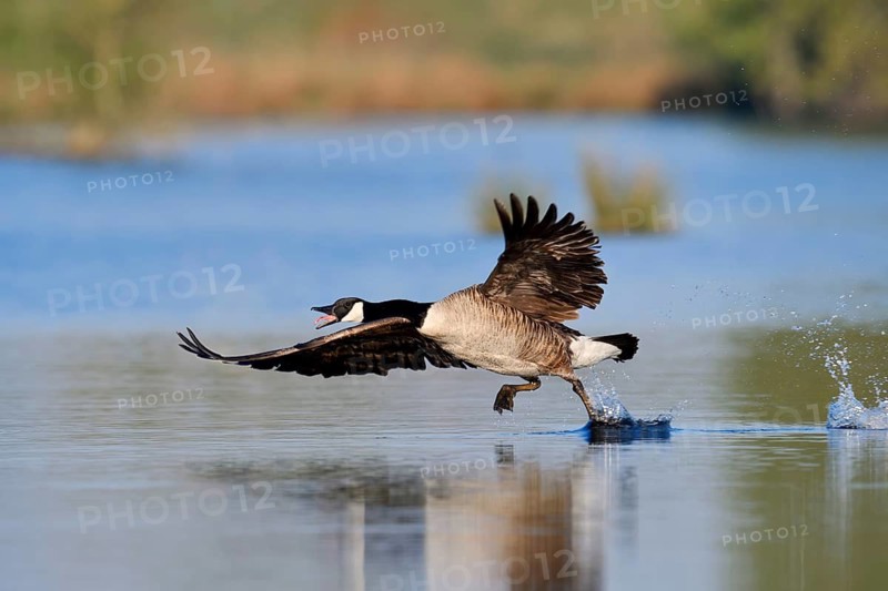 Canada goose (Branta canadensis) flying up, North Rhine-Westphalia, Germany