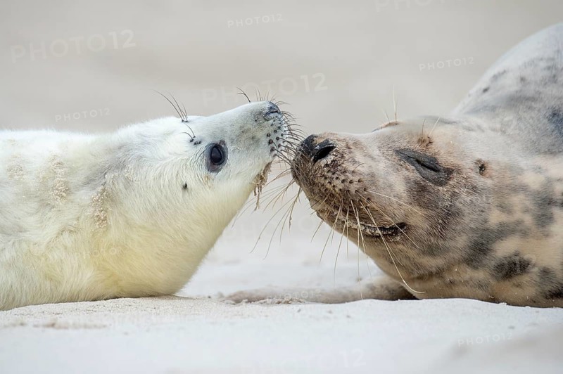 Grey seal (Halichoerus grypus), young seal with its mother, Nordesee, Heligoland, Schleswig-Holstein, Germany