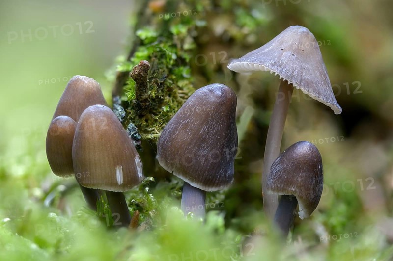 Helmling, Mycena Silvae-Nigrae, Mycena Stipata var. Silvae-Nigrae, Nitrate Helmet, Pine Bonnet, Two-Spored Nitrate Helmet, Fungus, Fungi