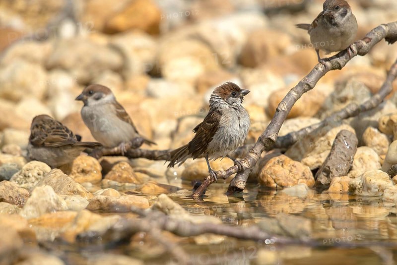 Tree Sparrow, Passer Montanus, Sparrow, Tree Sparrow, Bath, Bird Bath, Birds, Passeri, Songbirds, Sparrow, Sparrow, Sparrow, Sparrow, Watering Place