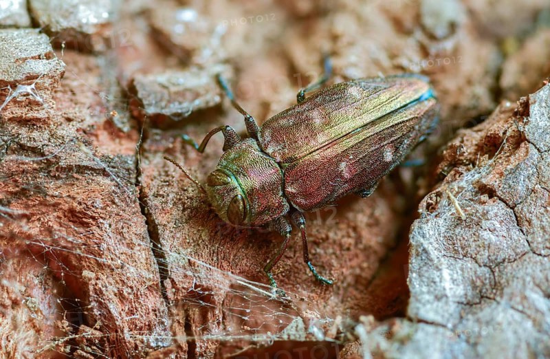 Chrysobothris affinis, gold pit oak splendour beetle, goldmine oak beetle, golddot hardwood beetle, beetle, coleoptera, insects, beetles