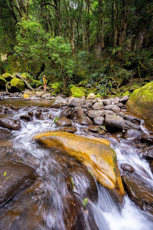 Mhlwazini River flows through thick forest, original mountain forest, Rainbow Gorge, Ukhahlamba-Drakensberg Park, KwaZulu-Natal, Drakensberg Mountains, South Africa