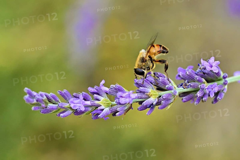 Stubborn bee (Eristalis tenax), on a flower of common lavender (Lavandula angustifolia), Meienberg, Canton of Aargau, Switzerland