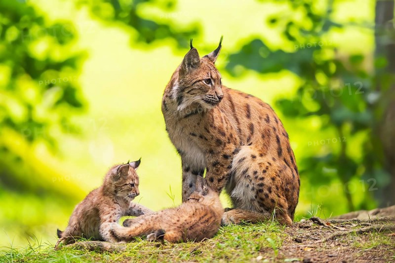 Eurasian lynx (Lynx lynx) mother with her youngsters (cubs) in a forest, Bavaria, Germany