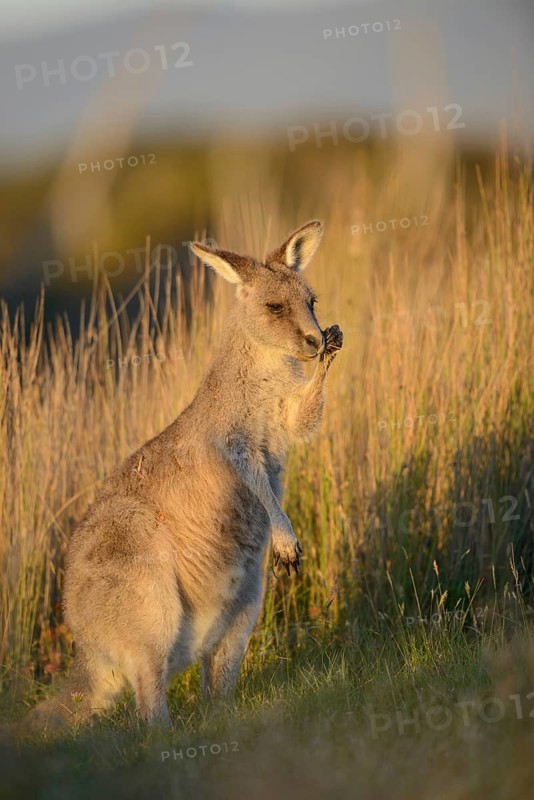 Eastern grey kangaroo eating grass, animals, mammals, kangaroo (Macropus giganteus), Australia, Bakers Beach, Tasmania, Australia