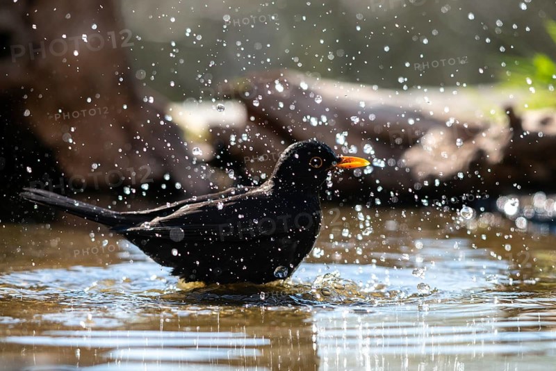 Blackbird, Turdus Merula, Bath, Bird Bath, Birds, Passeri, Songbirds, Songbirds, Potion, Birdbath, Birds, Watering Place