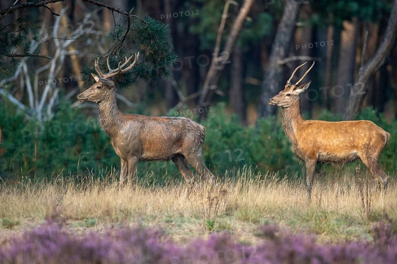 Red deer (Cervus elaphus), two young stags, Hoenderloo, Gelderland, Netherlands