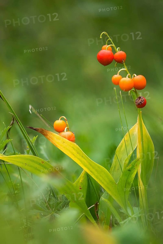 Convallaria Majalis, Convallariaceae, Lily of the Valley, Lily of the Valley, Lily of the Valley, Mary's Tears, May Bells, Our Lady's Tears, Berry, Flora, Fruit, Gloveword, High Size, Portrait, Plants