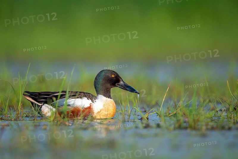 Shoveler (Anas clypeata), Dümmer, Lembruch, Lower Saxony, Germany