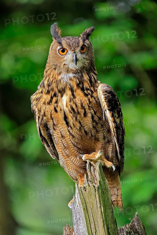 Eurasian Eagle-owl (Bubo bubo), adult, perch, vigilant, in summer, Wisdom, Šumava, Czech Republic